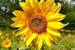 再降0.8%，我國飼用豆粕減量替代再進(jìn)一程