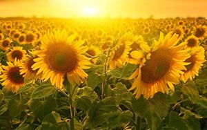 農(nóng)業(yè)農(nóng)村部：我國畜禽核心種源自給率超75%，國家 級(jí)核心育種場(chǎng)累計(jì)達(dá)300家