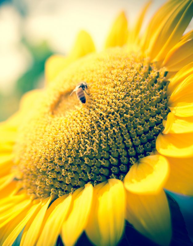 中國(guó)雞肉進(jìn)口來(lái)源僅剩5國(guó)！8月進(jìn)口巴西5.28萬(wàn)噸雞肉，增長(zhǎng)32.5%