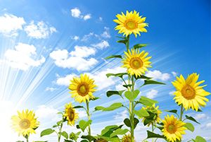 全球禽流感來(lái)襲：美國(guó)、巴西均暴發(fā)；這里約750萬(wàn)只雞被撲殺